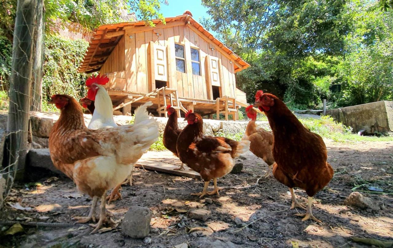 Verde Agua Agroturismo E Agricultura Biologica Couto Dış mekan fotoğraf